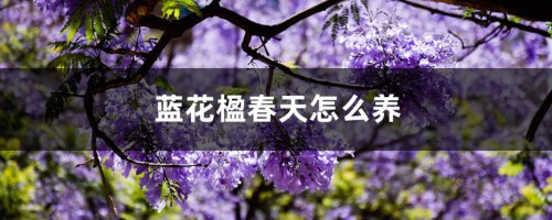 蓝花楹春天怎么养