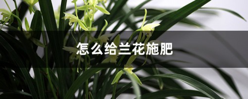 怎么给兰花施肥